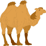 Camel 04