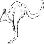 Kangaroo