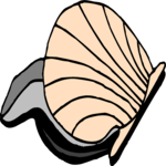 Clam 4