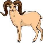 Sheep - Bighorn 4