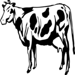 Cow 18