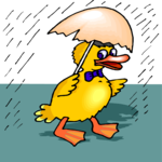 Duck in Rain 4