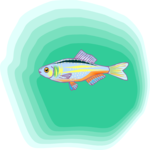 Rainbowfish 2