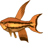 Killifish 09