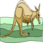 Kangaroo 09