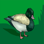Duck 34