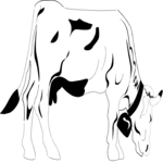 Cow 07
