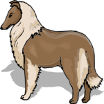 Collie 3