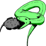 Snake - Eating Mouse