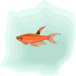 Killifish 18