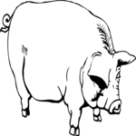 Pig 14