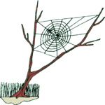 Spider Web 9
