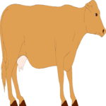 Cow 22