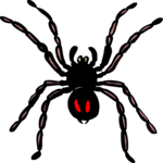 Spider 08