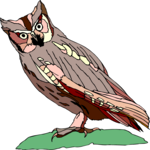 Owl 40
