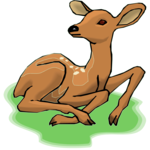 Deer - Calf 1