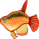 Killifish 06