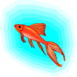 Goldfish 16