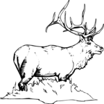 Elk 1