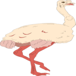 Ostrich 05