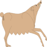 Boar