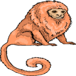 Marmoset 2