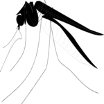 Mosquito 2