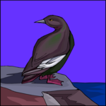 Guillemot 1