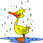 Duck in Rain 2