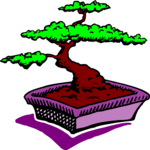 Bonsai Tree 3