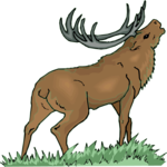 Elk 6