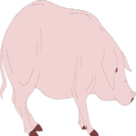 Pig 10