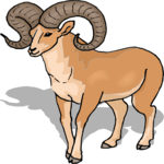 Sheep - Bighorn 6