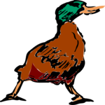 Duck - Mallard 1