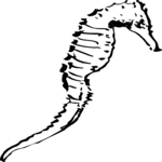 Sea Horse