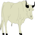 Bull 5
