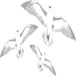 Seagulls 1