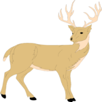 Deer 10