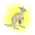 Kangaroo 11