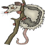 Opossum 1