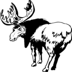 Elk 4