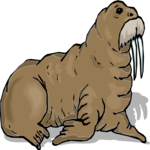 Walrus 11
