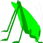 Grasshopper 05