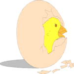 Chick 03