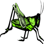 Grasshopper 13