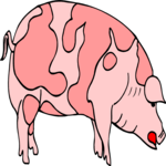Pig 15