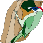 Woodpecker 14