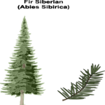 Fir Siberian