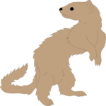 Ferret 1