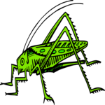 Grasshopper 06